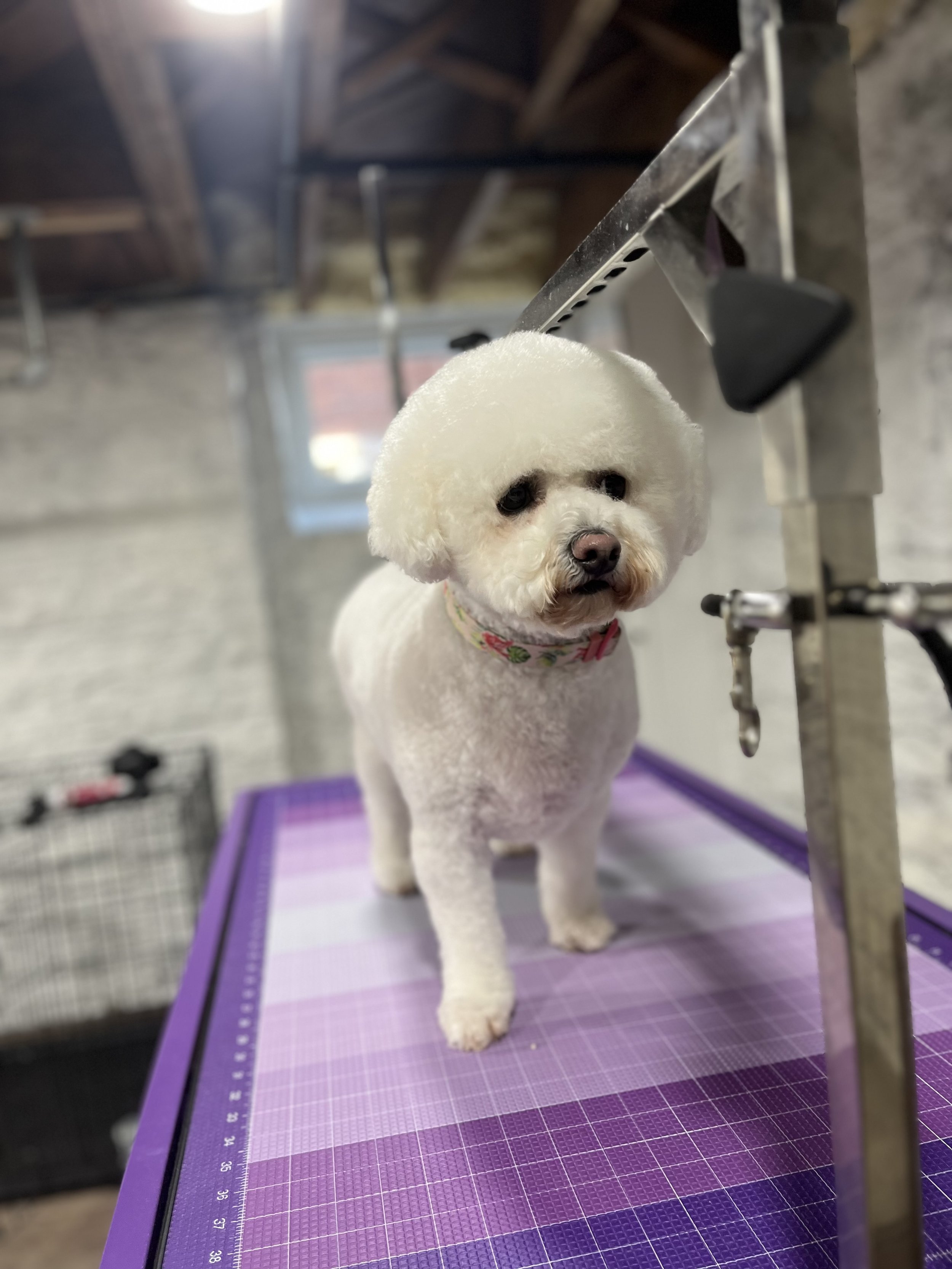 Small white dog with curly fur standing on a grooming table in a grooming salon, looking at the camera.