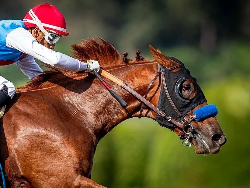 Jockey riding a brown horse during a race, wearing a red helmet, white and blue uniform, and goggles.