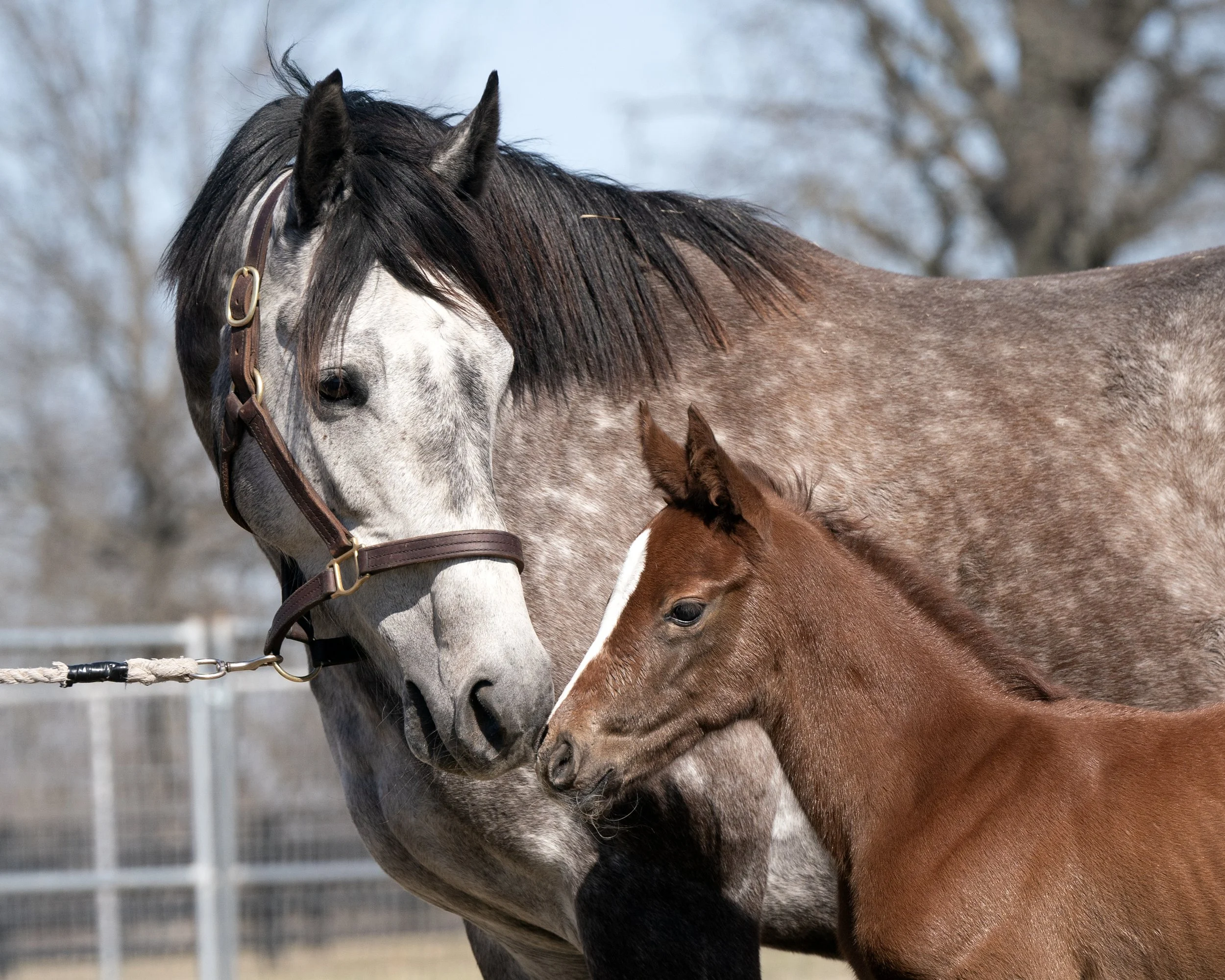 A large gray and white horse with a dark mane and a brown foal with a white star on its forehead standing in a grassy field, with a black wooden fence and trees in the background.