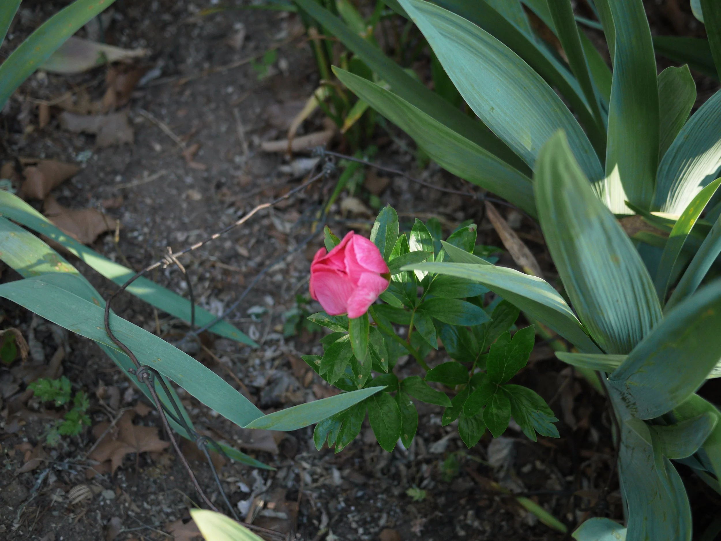 P1080274.JPG