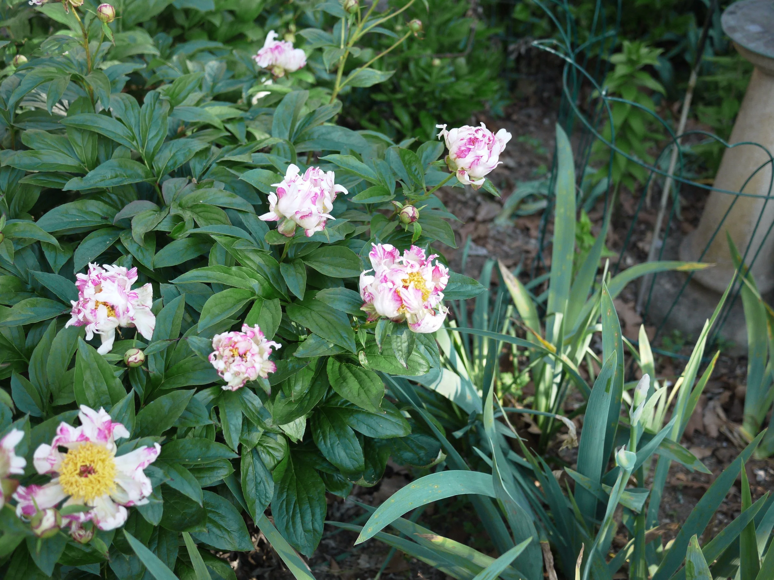 P1080275.JPG