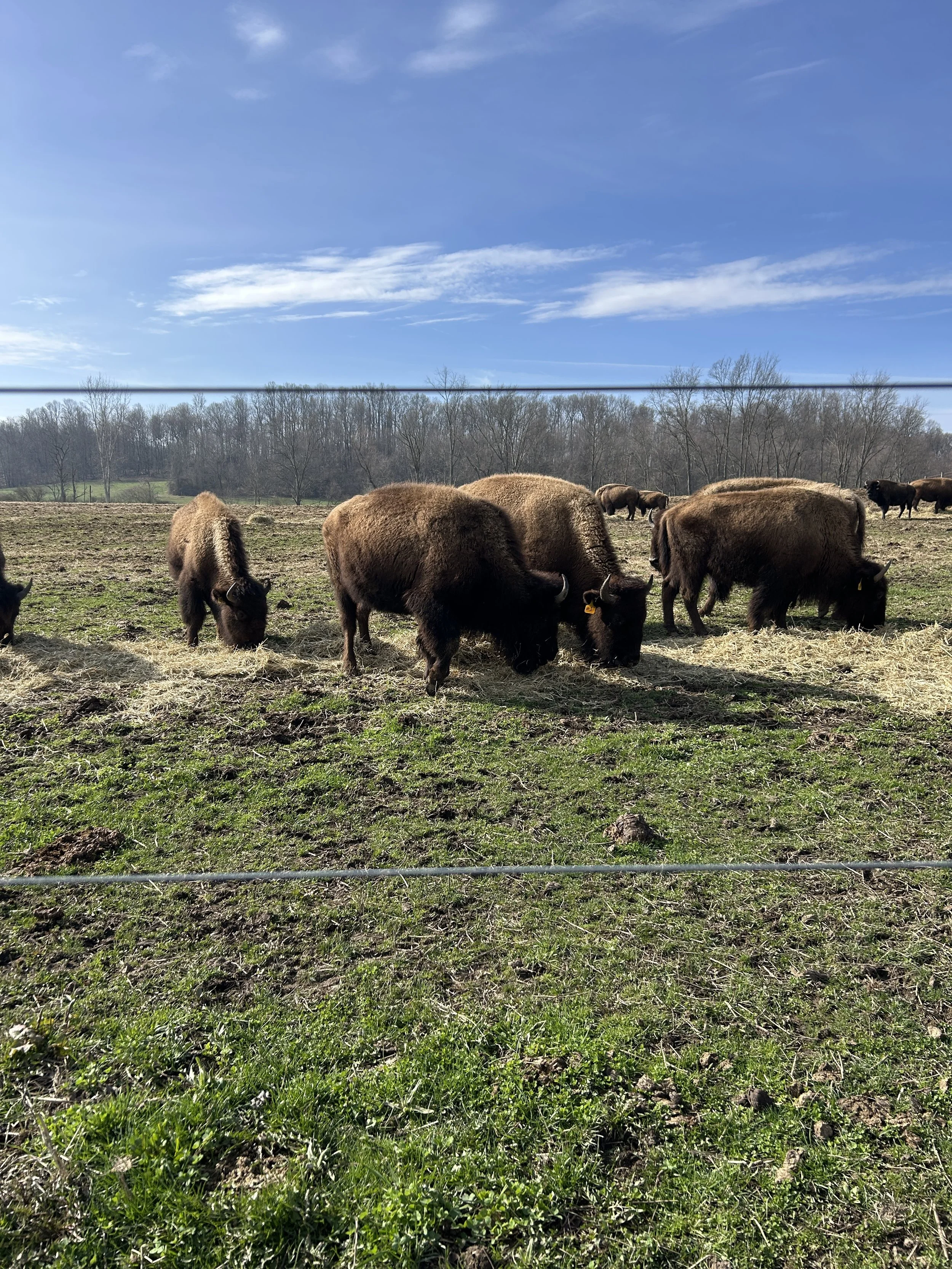 Episode 14: “Why Would Anyone Choose to Raise Bison?” 