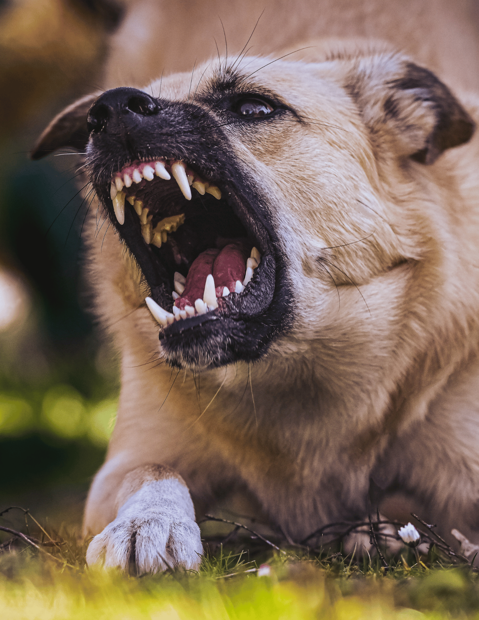 Photo of aggressive dog to depict dog bite injury
