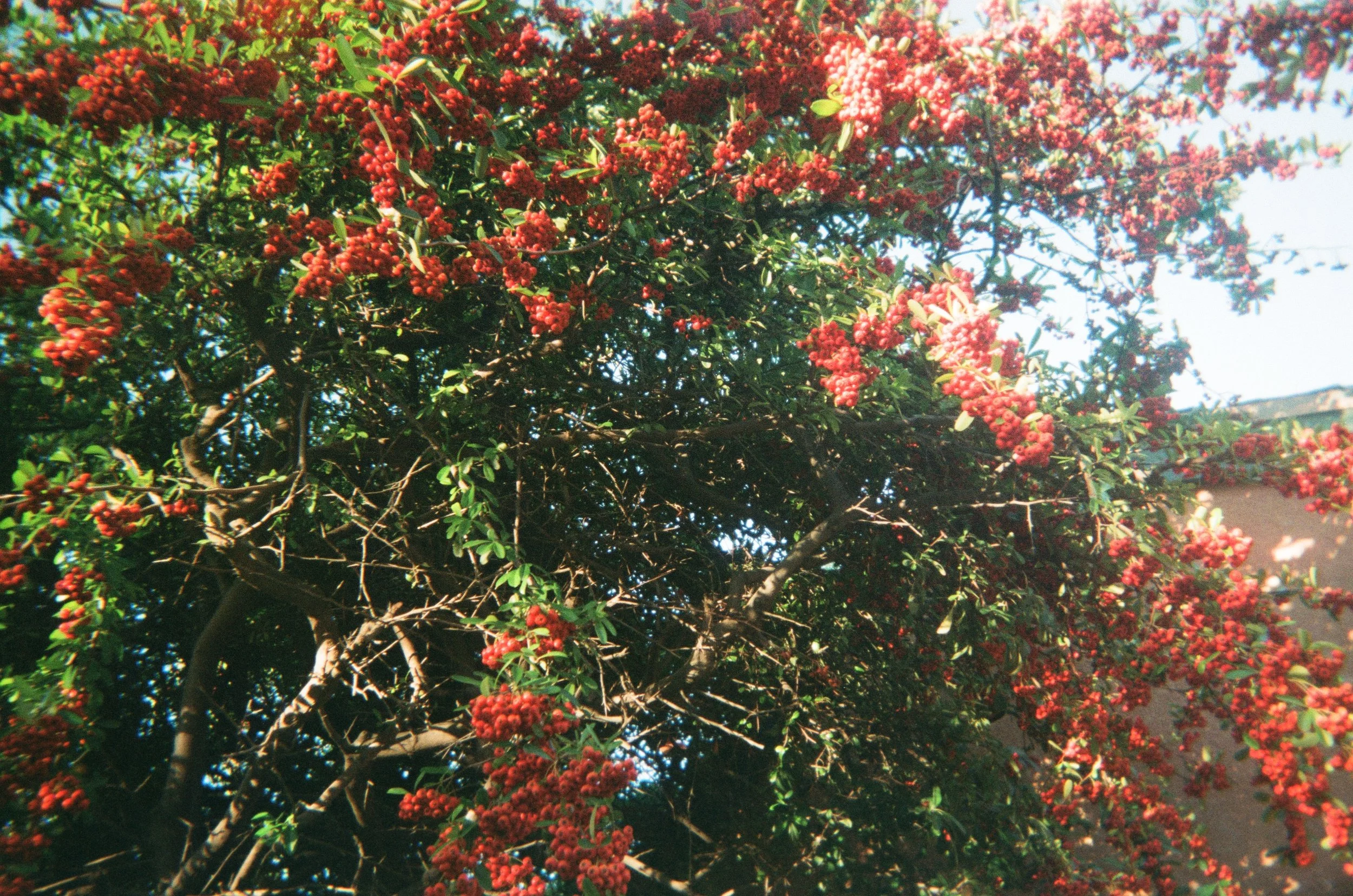 El Árbol de Mi Casa, (2024)