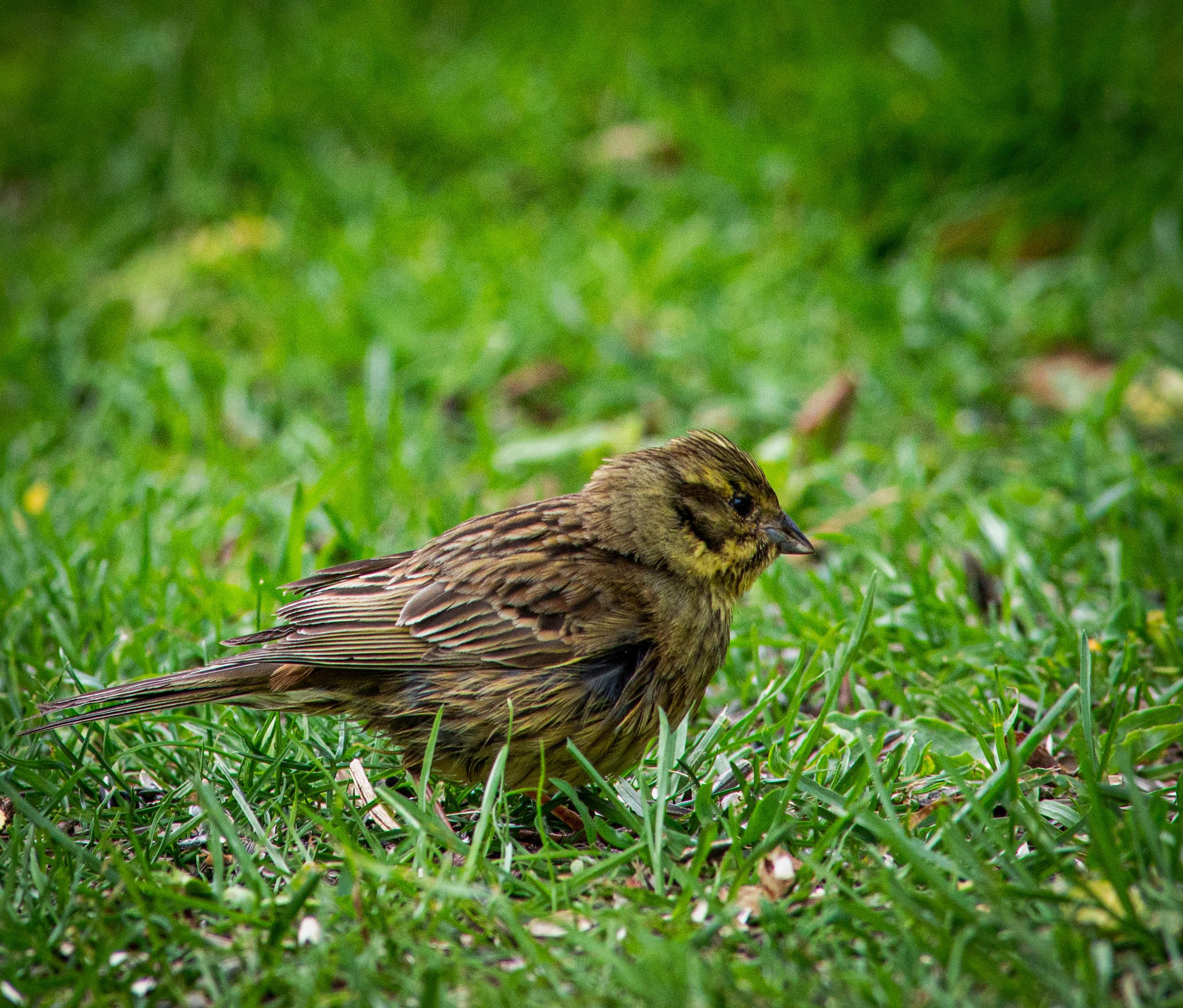 DSC_4068.jpg