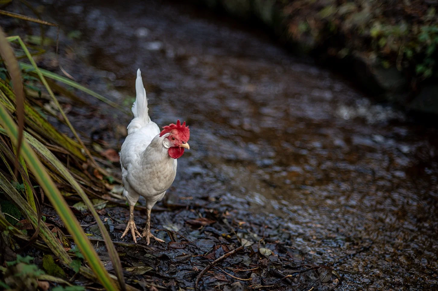 Går mot strømmen | Going against the flow