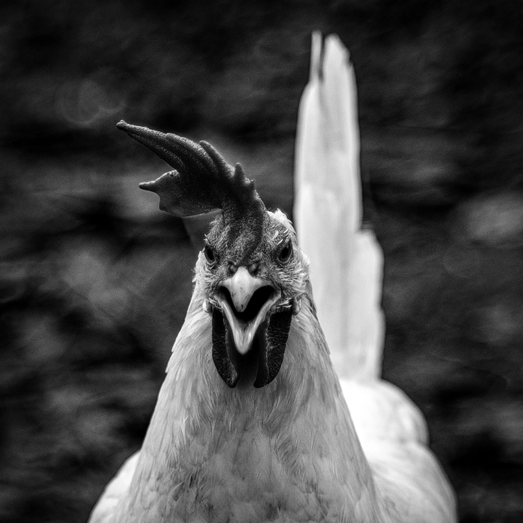 #ruralt #countrylife