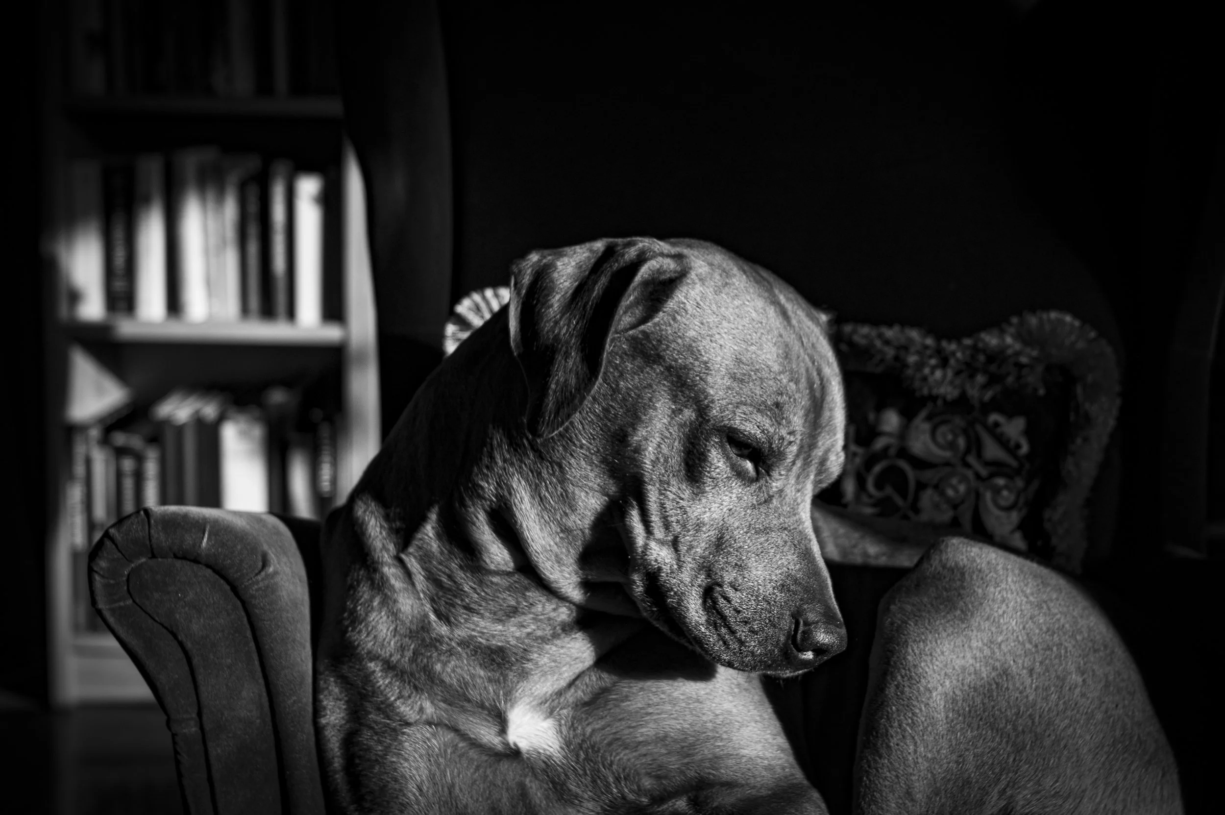 Bruno II - The Power of The Dog