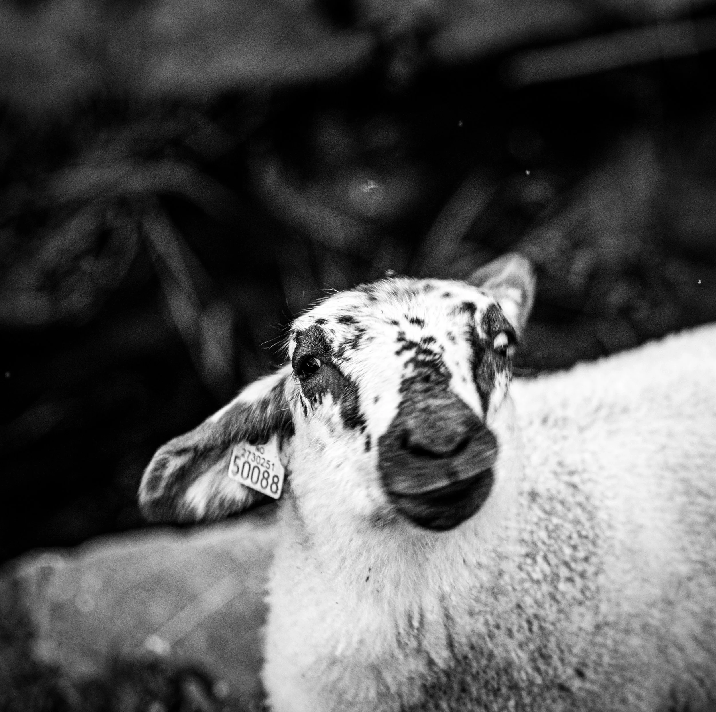 Country Life (open to see more) | Nikon Z6 II, digital