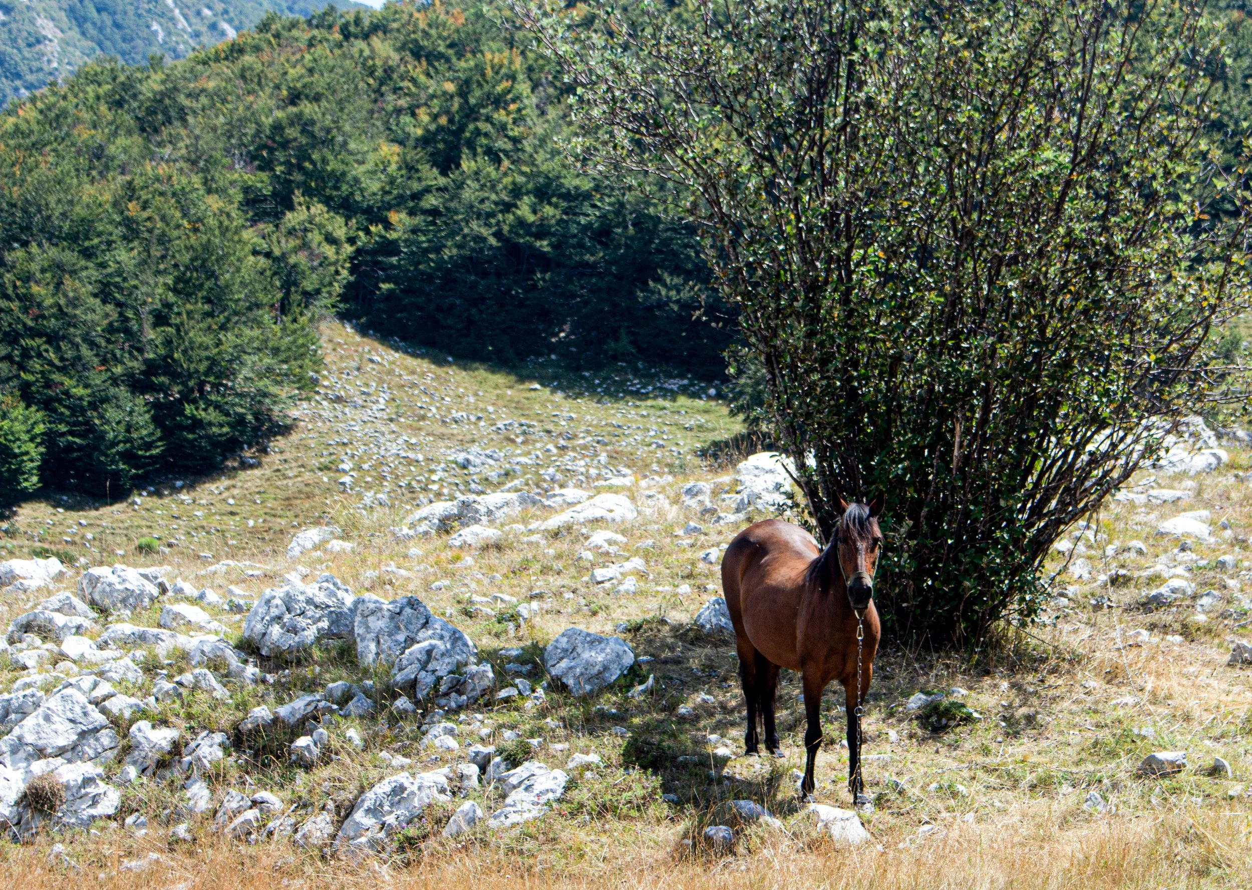A brown horse tied to a tree on a grassy, rocky hillside with dense green trees and mountains in the background.
