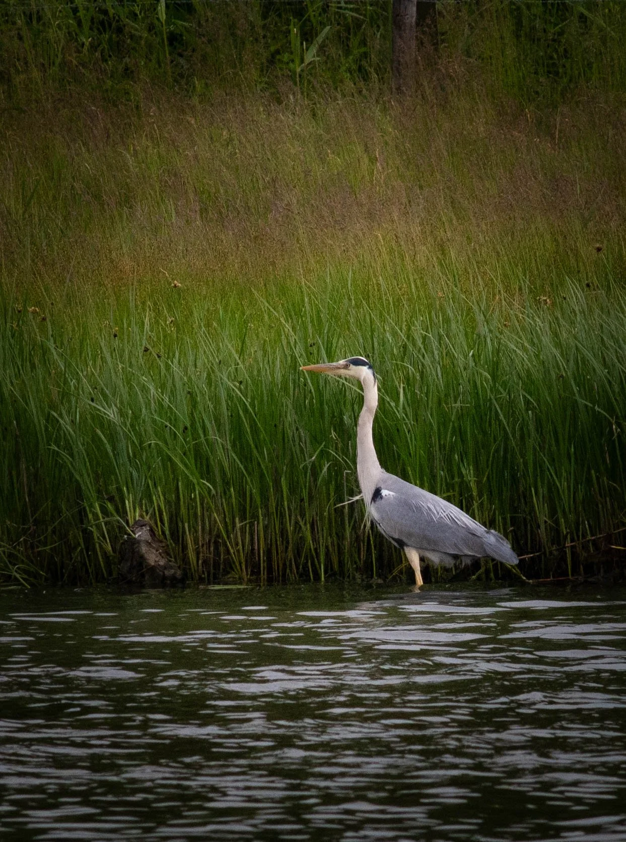 DSC_3738.jpg