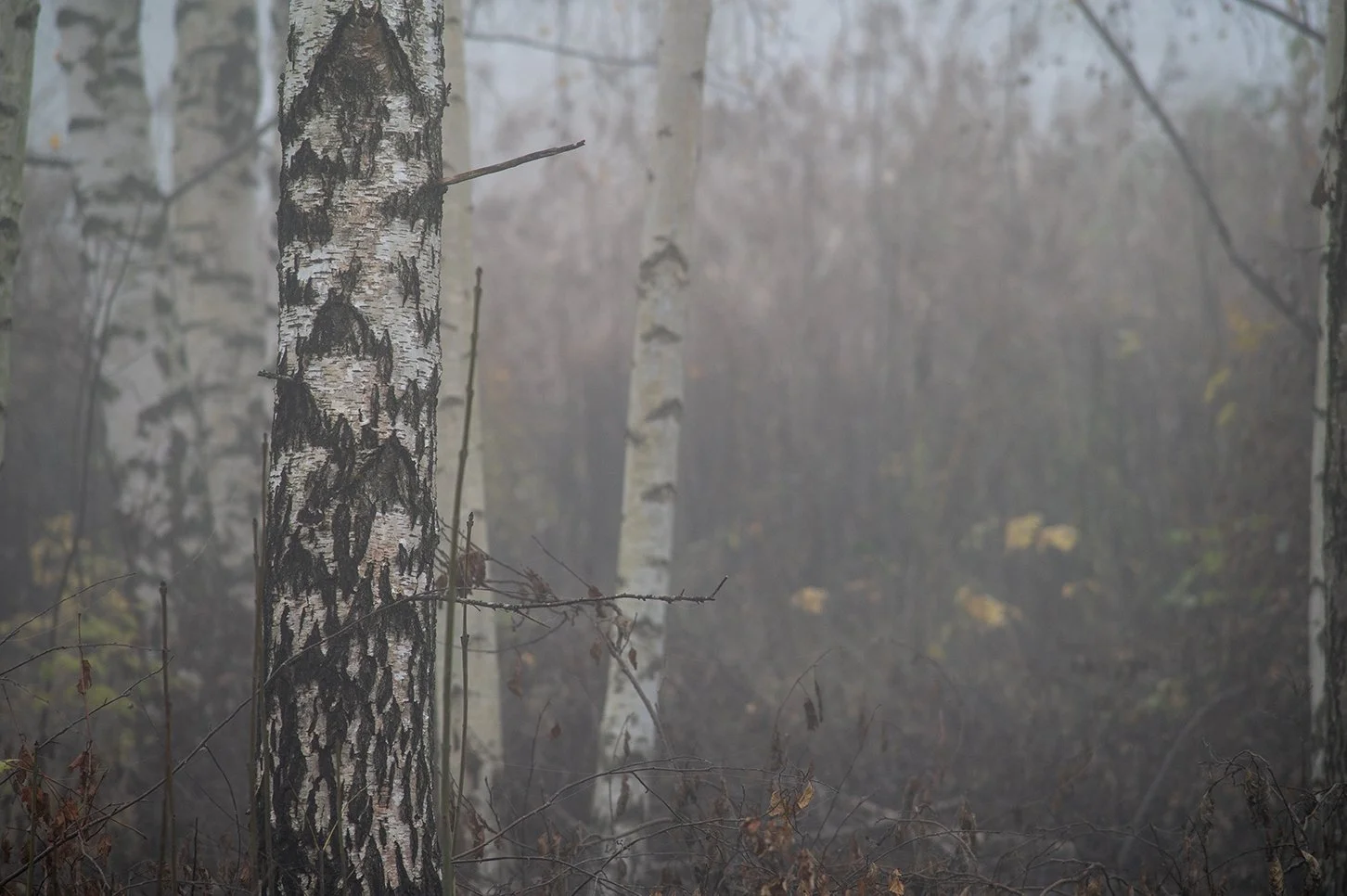 A foggy forest scene with birch and other trees, some with peeling white bark, and dried leaves and twigs on the ground