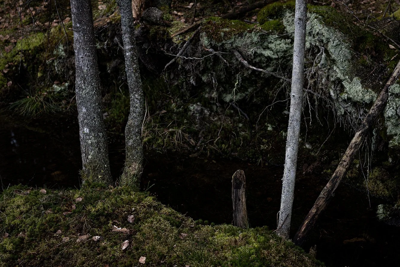 A natural forest scene with three trees, mossy ground, and a dark hole or opening in the ground surrounded by rocks and vegetation.