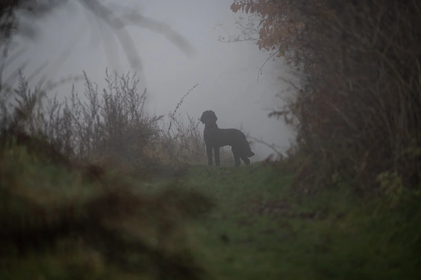 Silhouette of a dog standing on a grassy path surrounded by foggy, brownish bushes and trees.