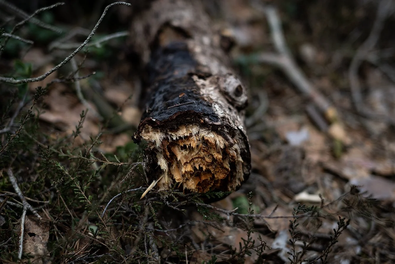 Close-up of a fallen tree trunk on a forest floor, with broken wood and leaves surrounding it.