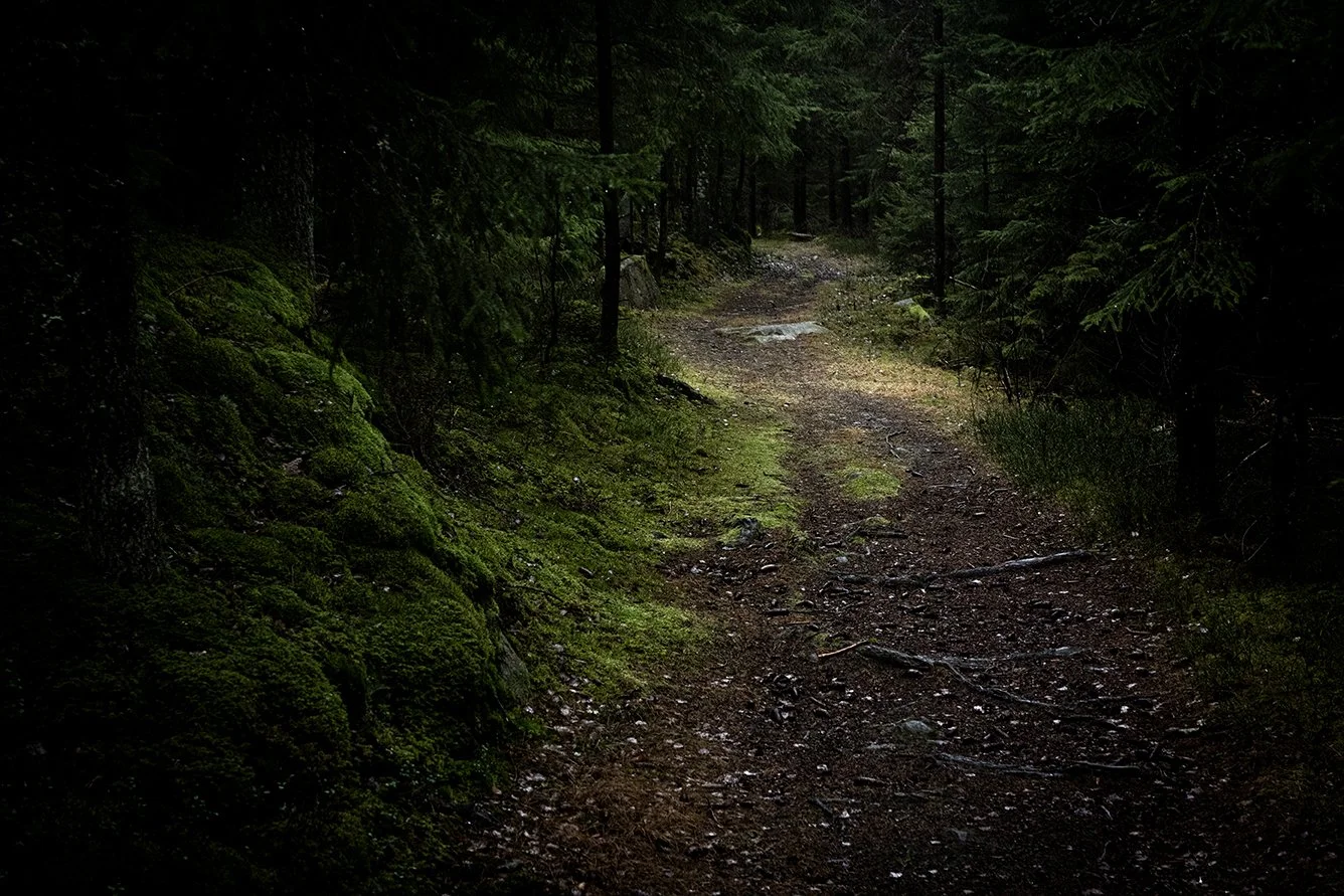 A dirt forest trail surrounded by tall trees with moss-covered rocks on the left side.