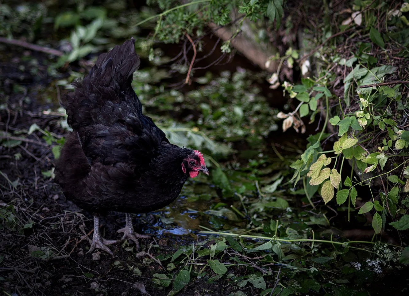 På spranget | On the leap