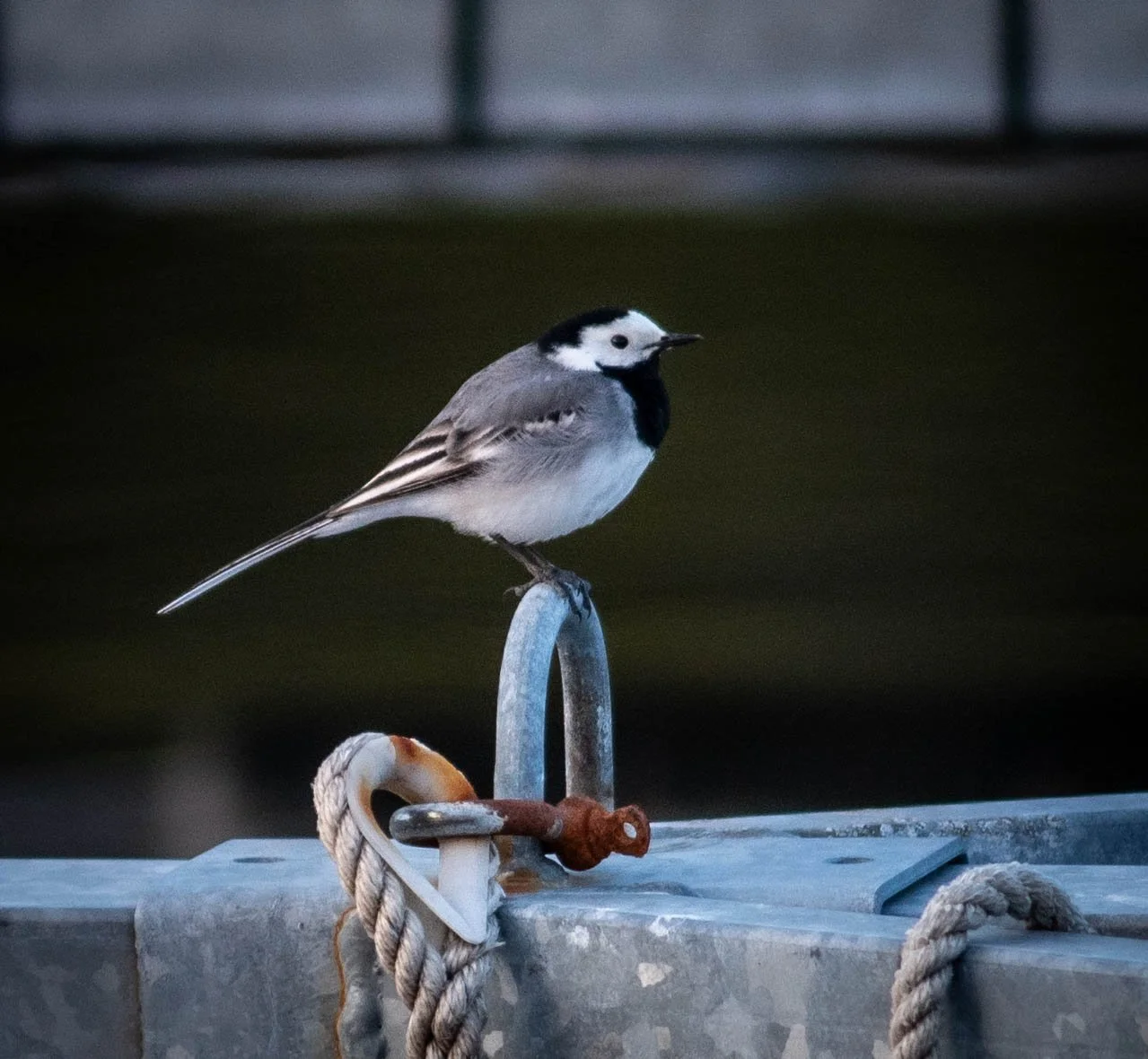 DSC_3499.jpg