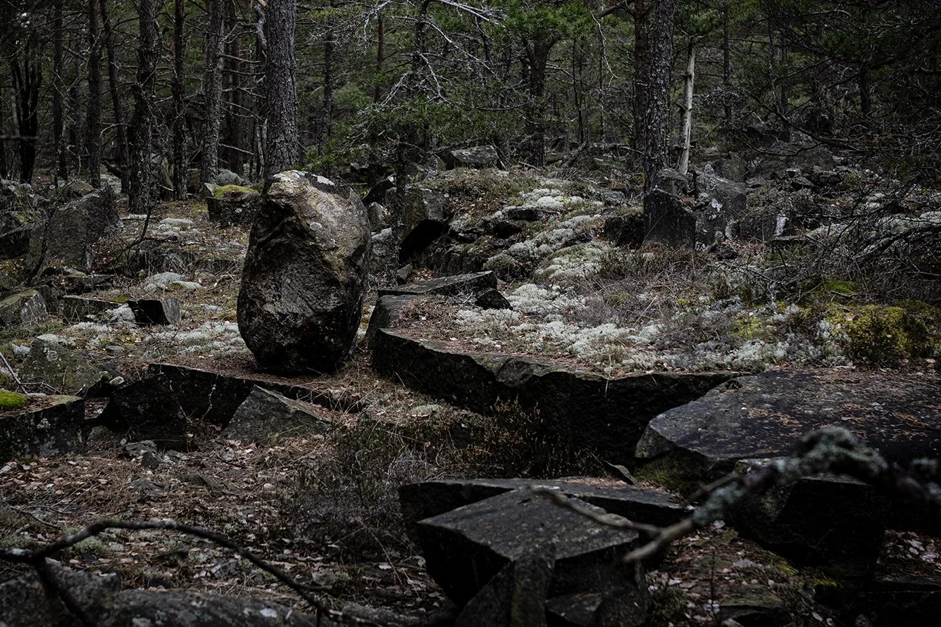 A forest scene with tall pine trees and scattered rocks and moss on the ground.