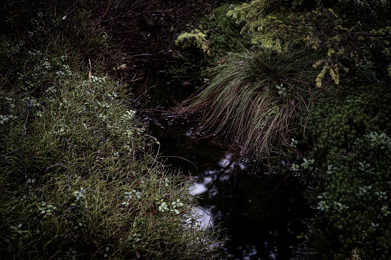 A small stream flowing through dense green vegetation with various plants and shrubs surrounding it.