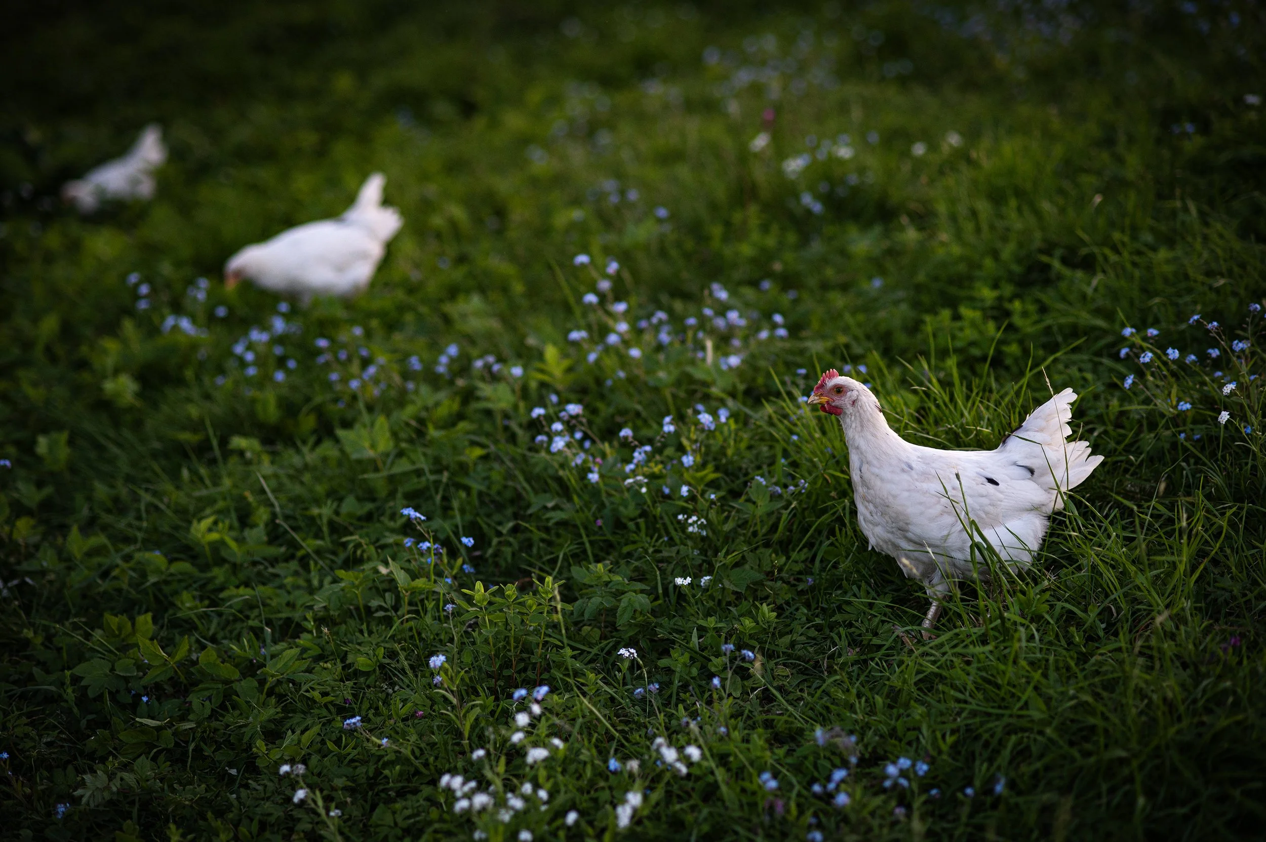 Country Life (open to see more) | Nikon Z6 II, digital