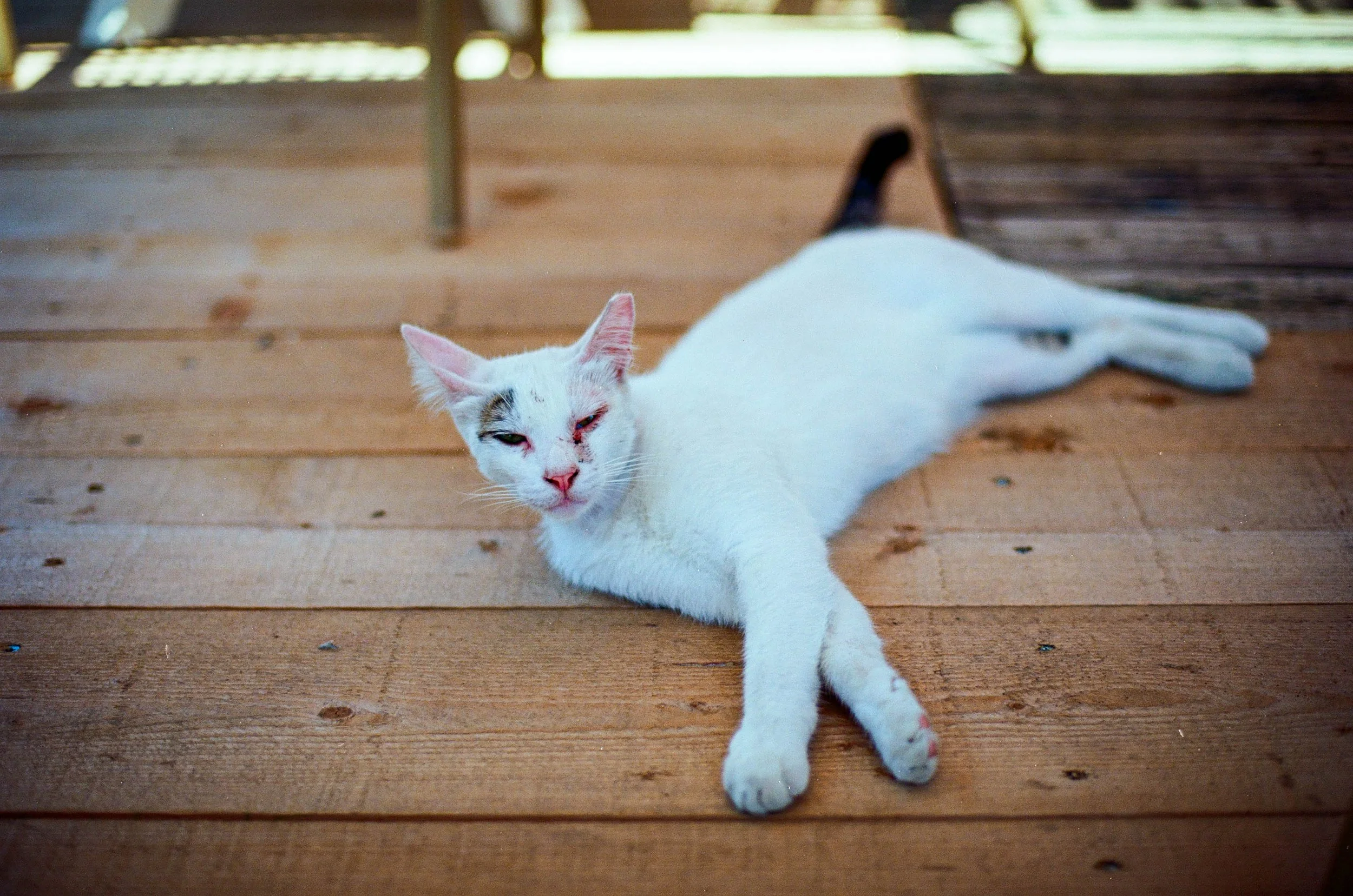 Beach bar cat | Nikon F3 | Ektar 100