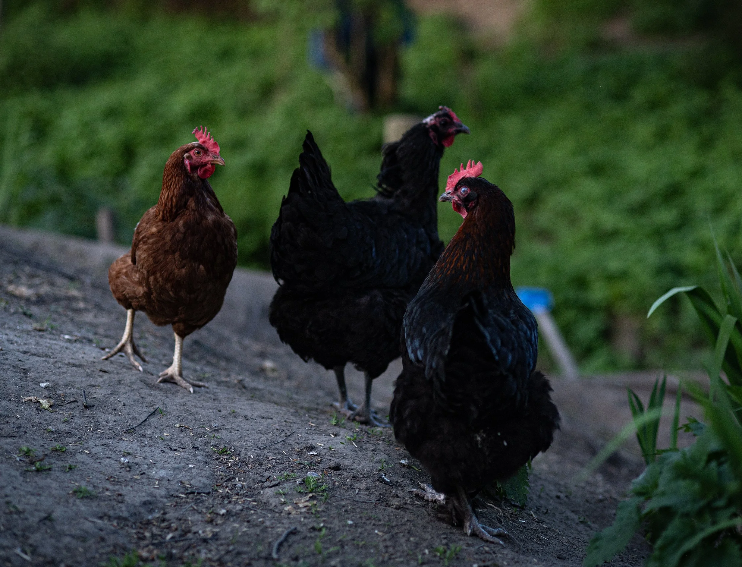 Tre små høner | Tree little hen