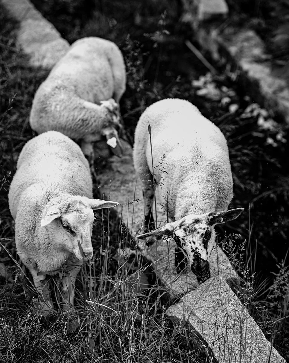 Black and white photo of three sheep grazing among grass and rocks.