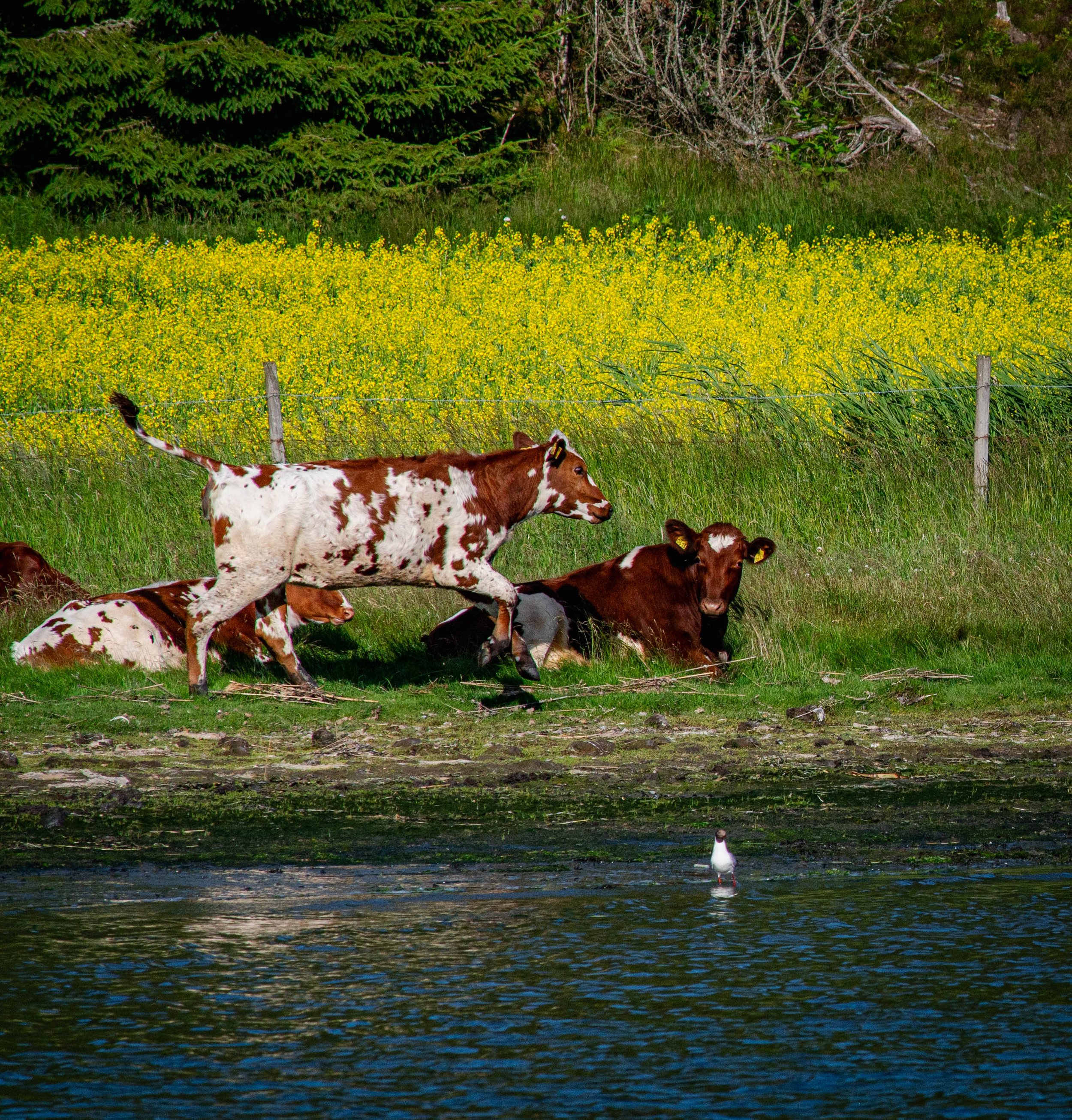 DSC_4109.jpg