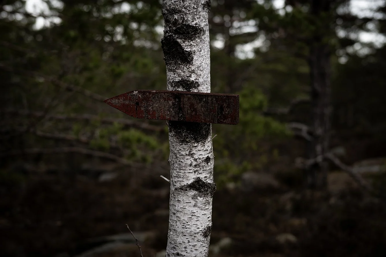 A rusted metal sign shaped like an arrow, attached to a white birch tree in a dark, wooded forest.