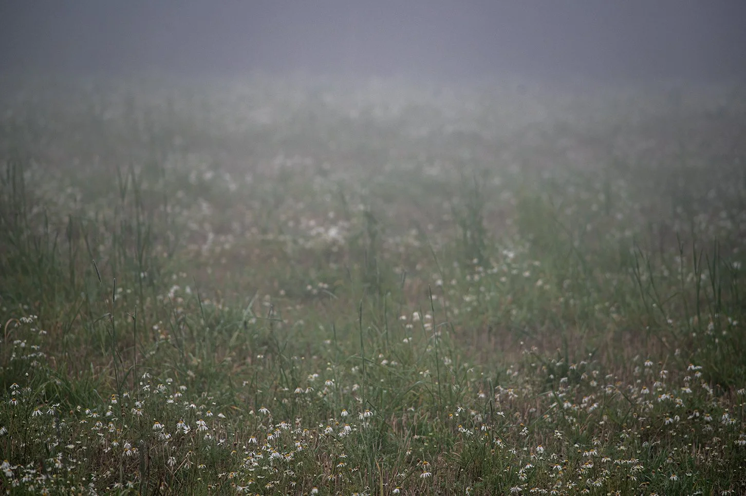 A foggy meadow with green grass and small white flowers.