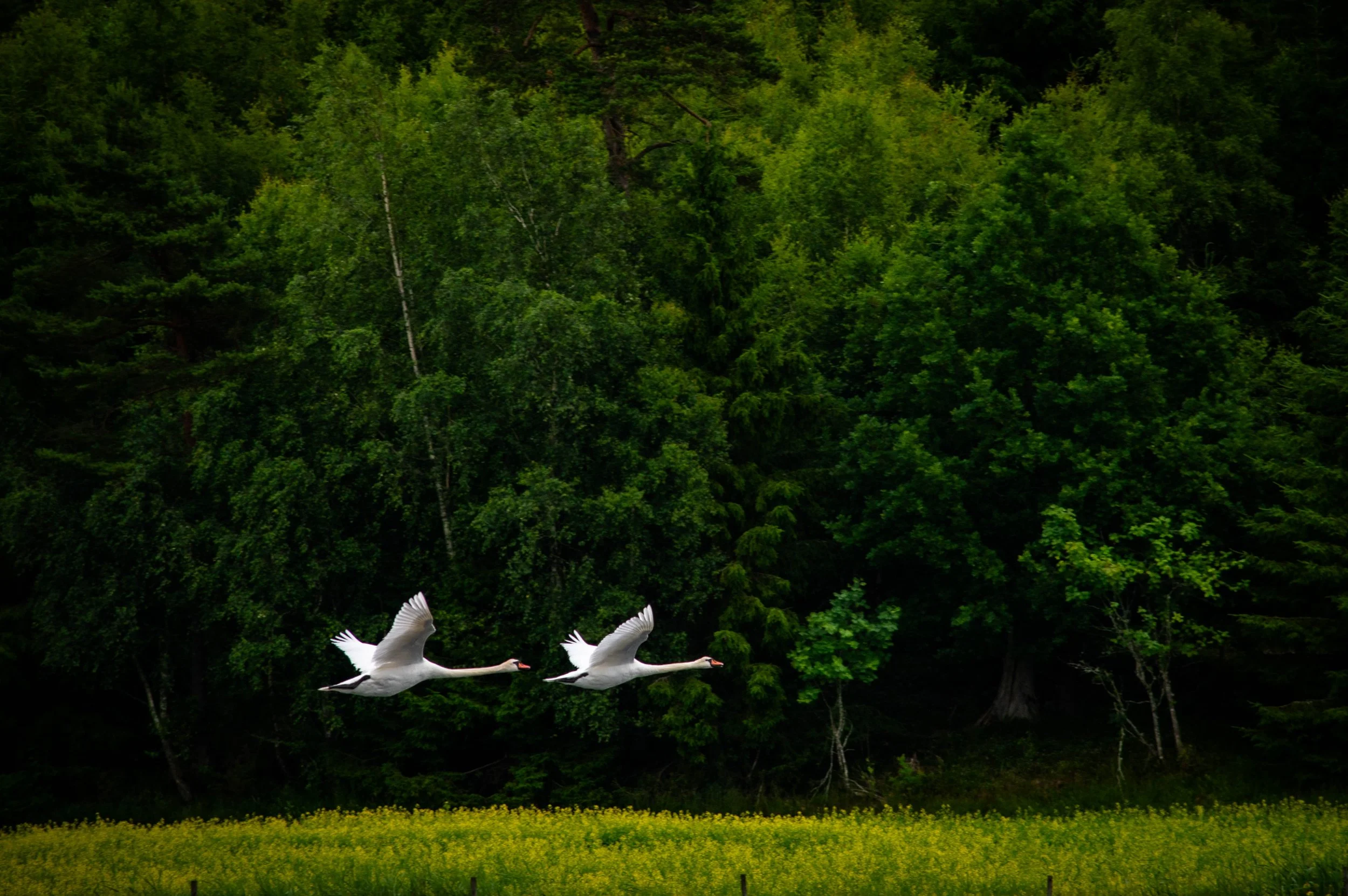 DSC_4039.jpg