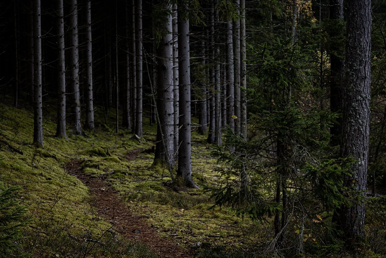 A narrow dirt trail winds through a dense forest of tall, thin evergreen trees with moss-covered ground.