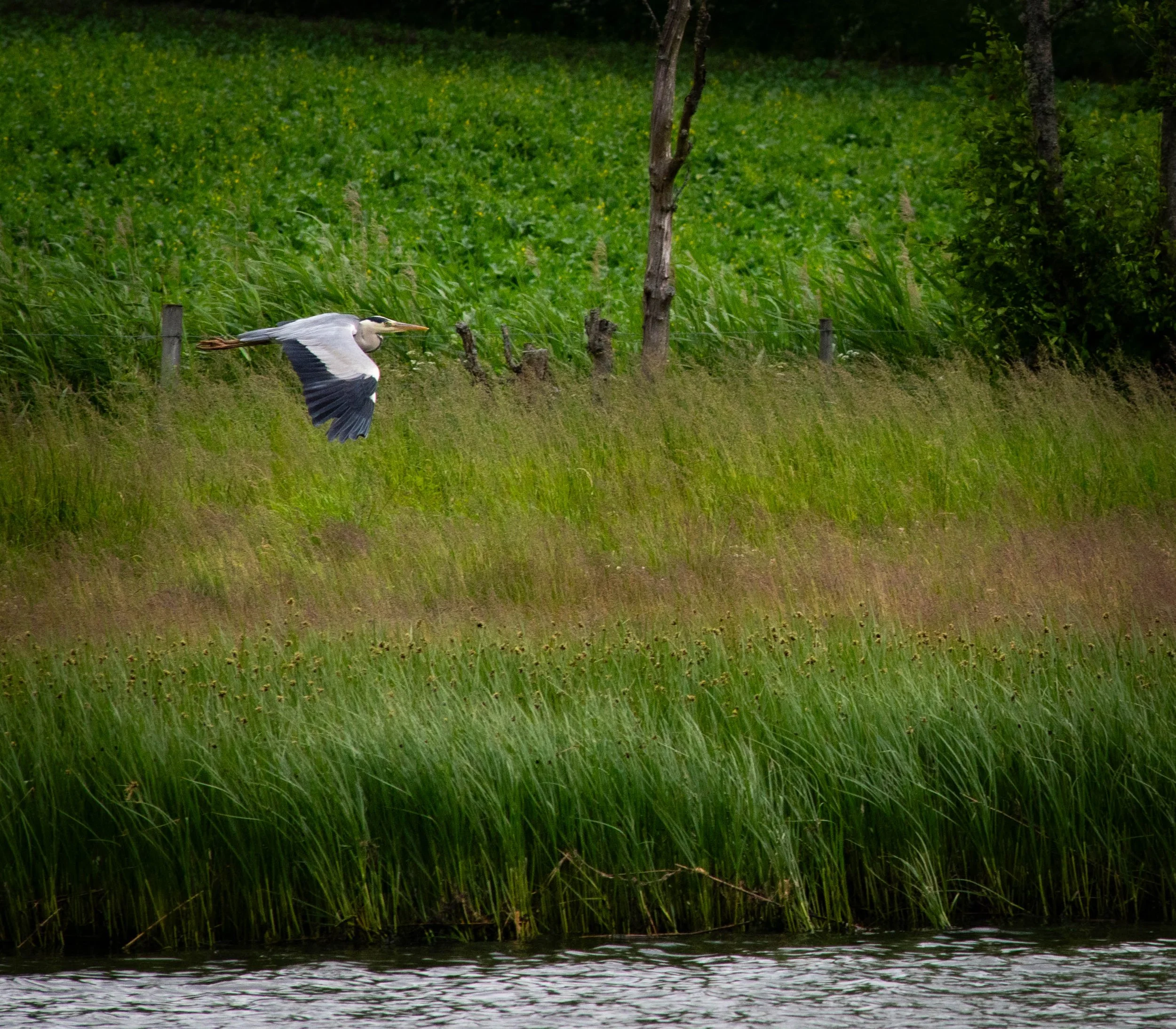 DSC_3740.jpg