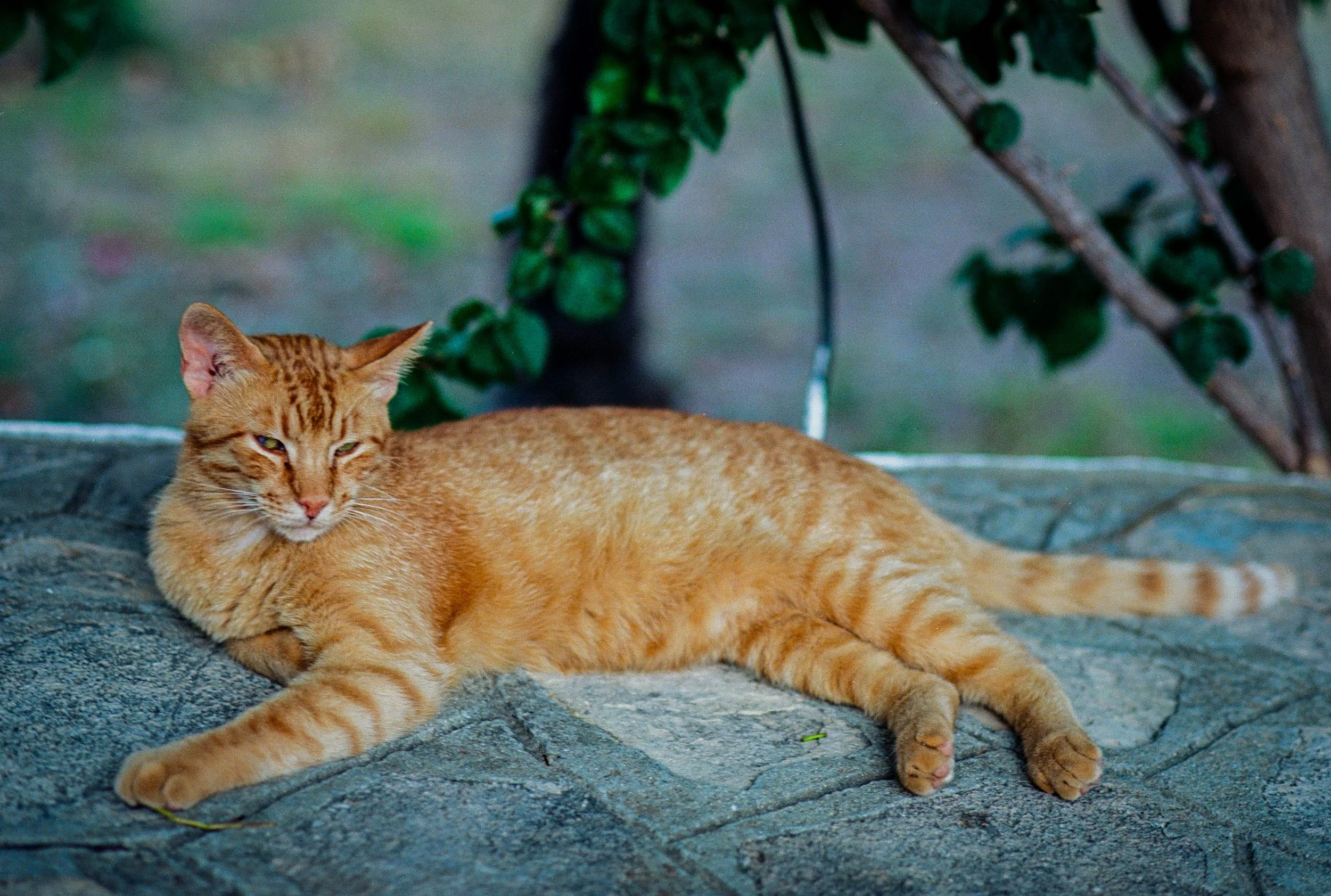 Hotel cat # 2 | Nikon F3 | Ektar 100