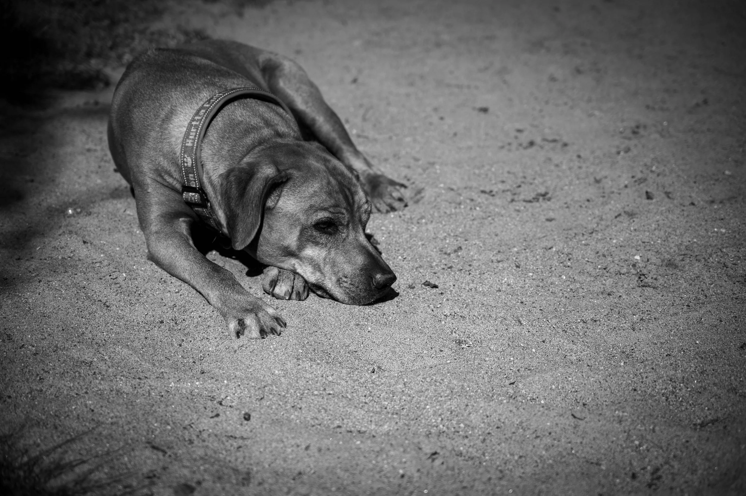 Løvehund | Nikon Z6II