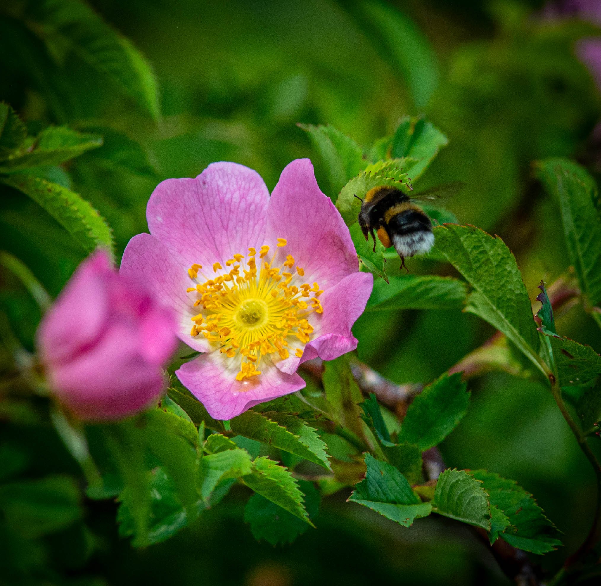 DSC_3789.jpg