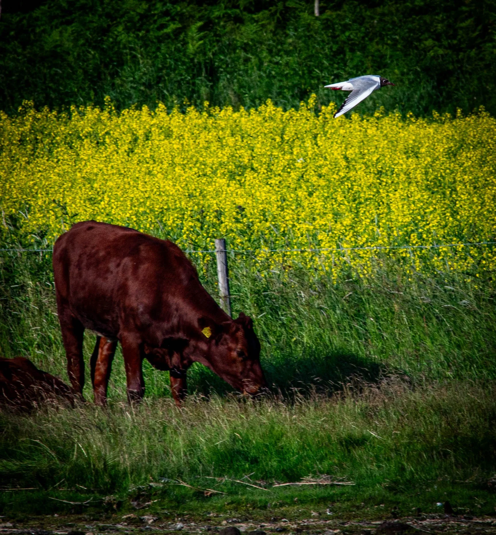 DSC_4120.jpg
