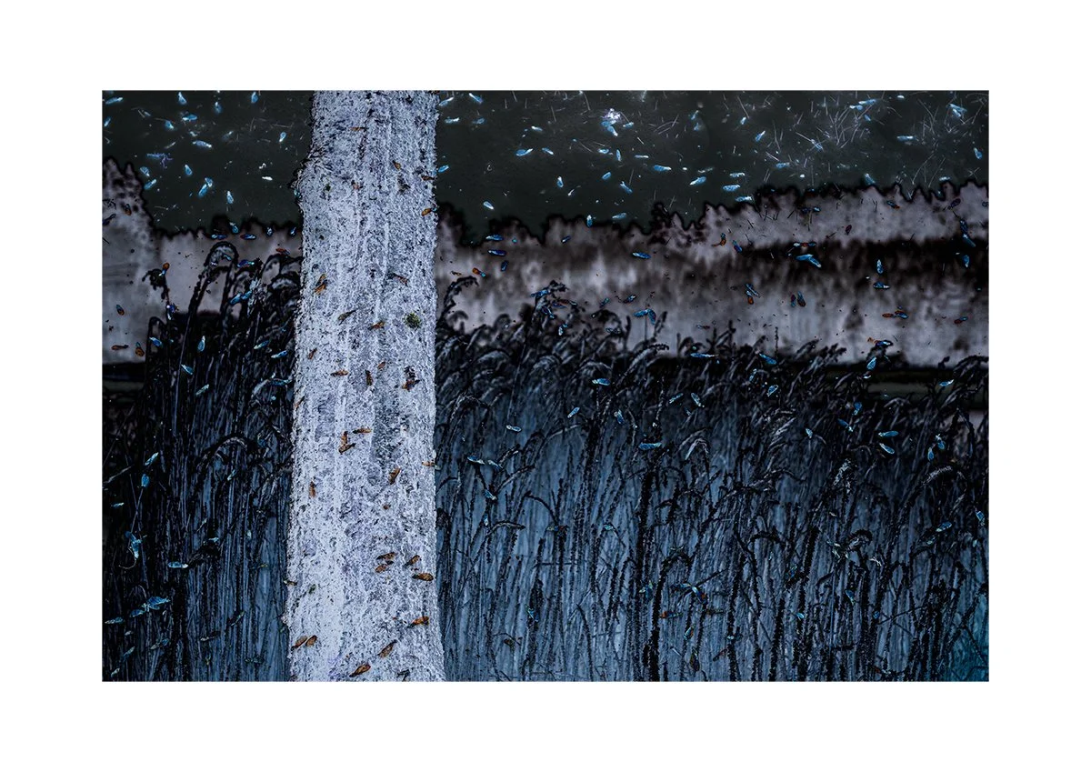 Digitally edited scene of a tree trunk in a field of tall grass or reeds, with many insects flying around, set against a dark sky and distant landscape.