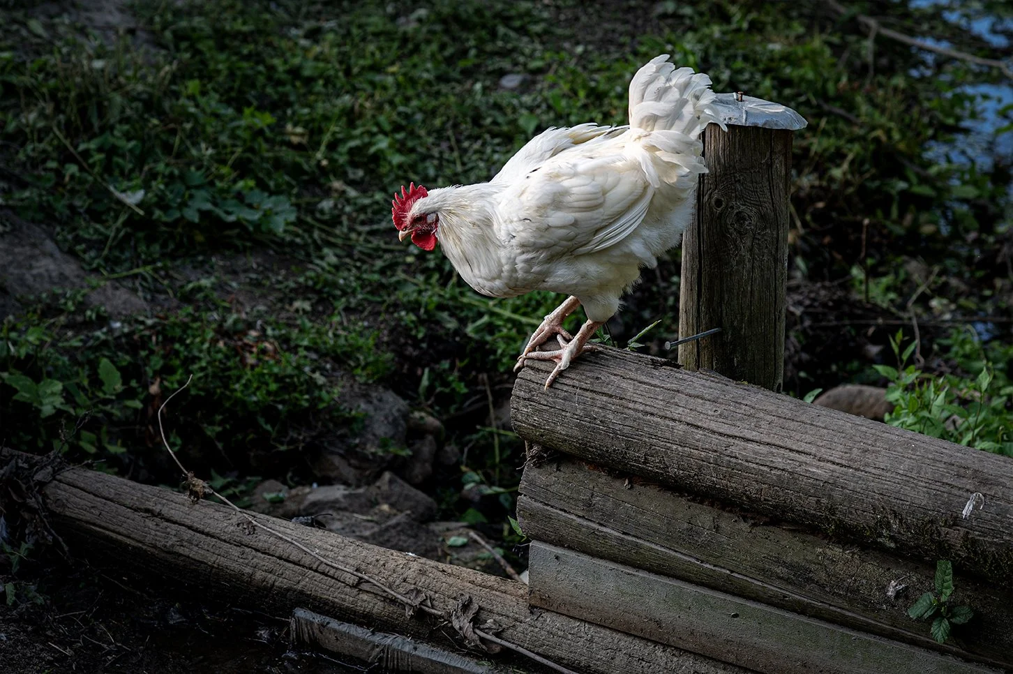 Hane? | Rooster?