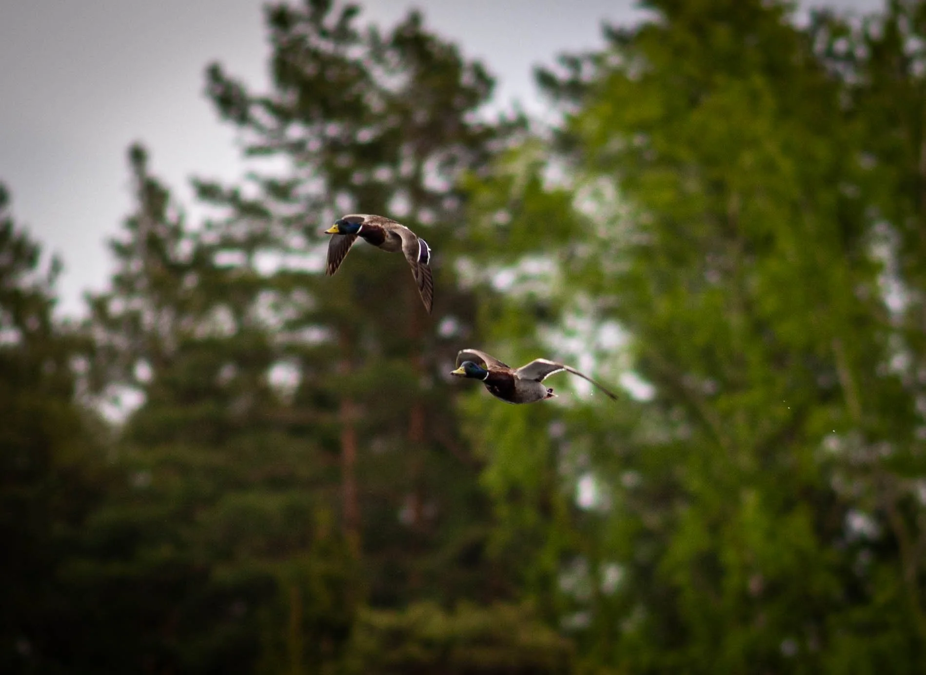 DSC_3436.jpg