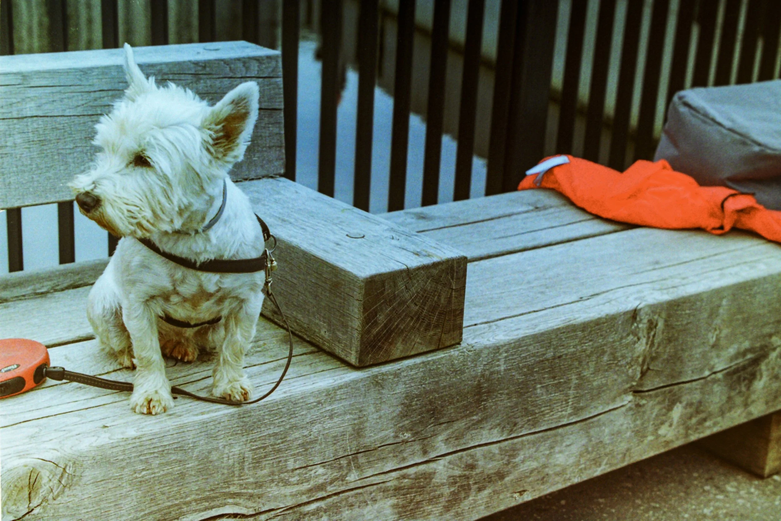 Small white dog with spiky fur sitting on a weathered wooden bench next to a retractable leash, with a red cloth and a gray bag nearby, in an outdoor setting with a wooden fence in the background.