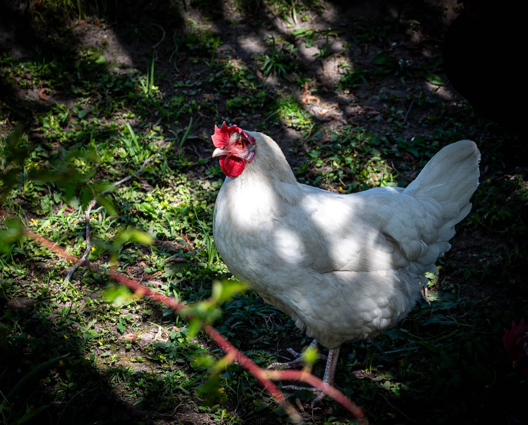 DSC_3368.jpg