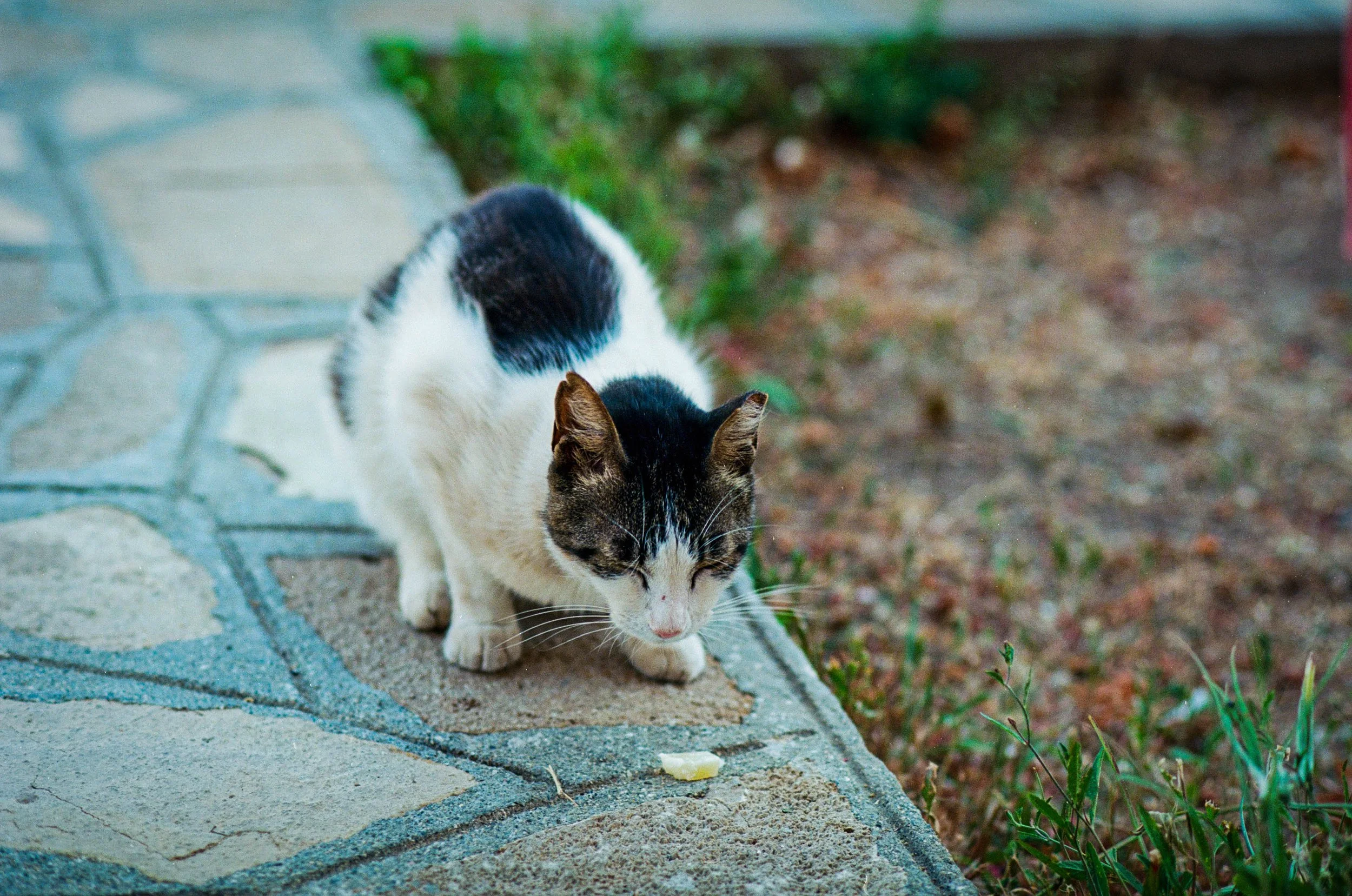 Hotel cat # 1 | Nikon F3 | Ektar 100