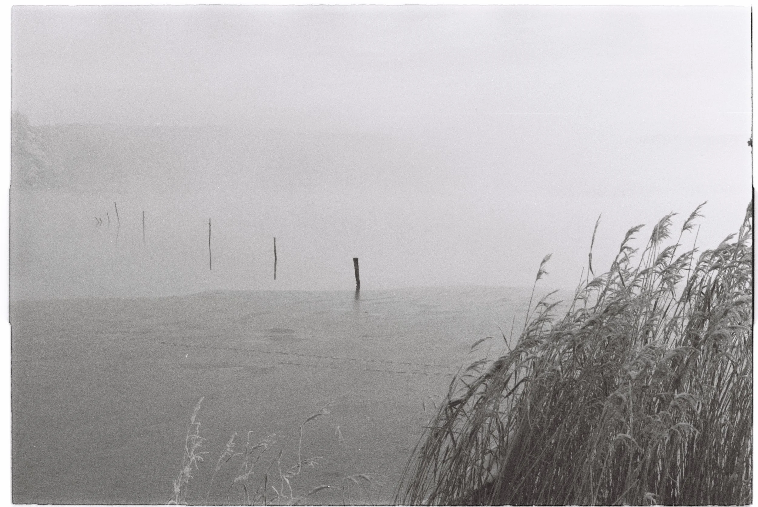 A black and white photograph of a foggy body of water with tall grass in the foreground and a series of wooden posts emerging from the water in the distance.