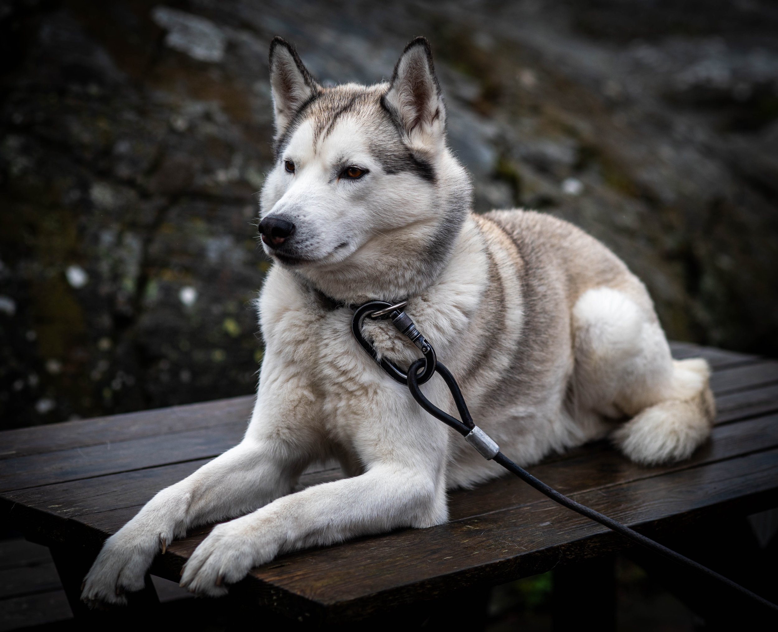 Sveriges vestligste hund | Väderöerna, april 2026 | Nikon Z6II