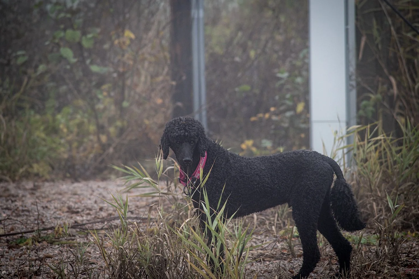 A black poodle standing on a dirt trail surrounded by tall grass and bushes in a foggy outdoor setting.