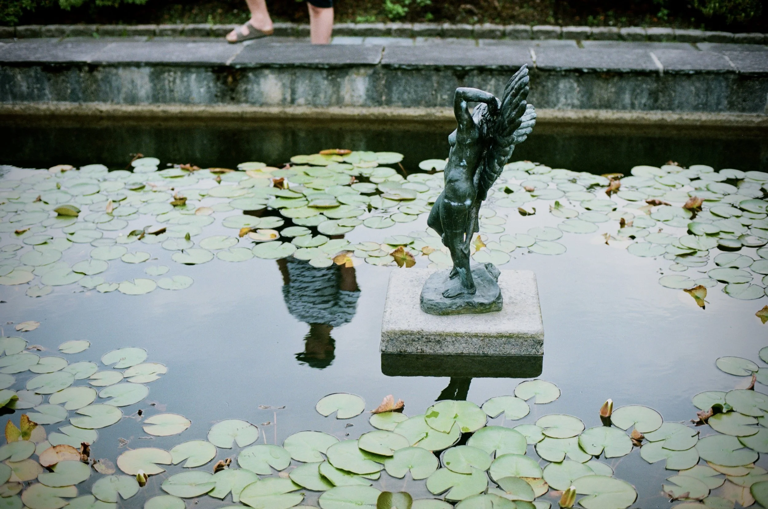 Lily pond, Bergen | Nikon F3T, 35mm film