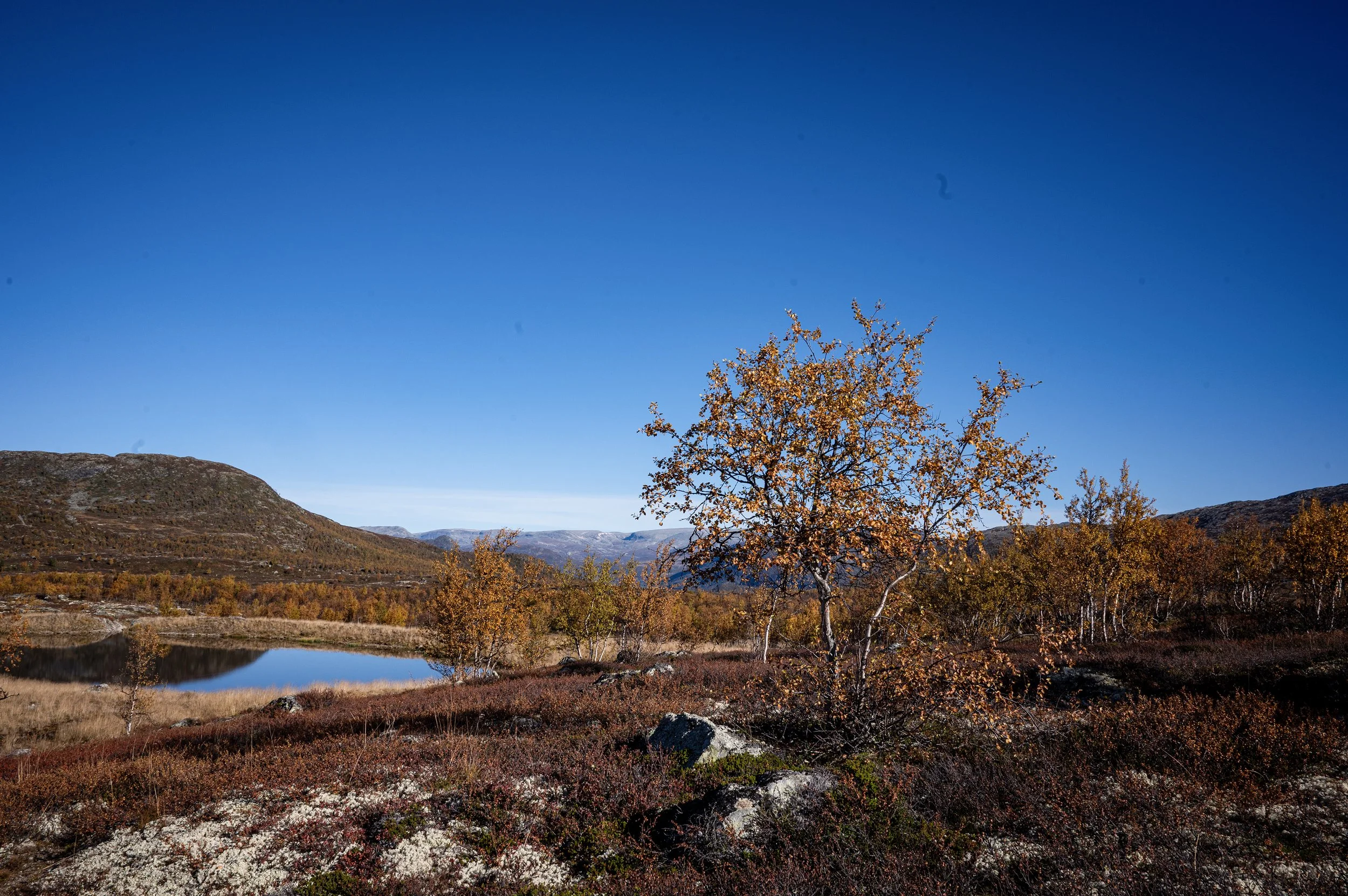 Autumn landscape with a tree in front of a pond, mountains in the background, clear blue sky, and colorful fall foliage.