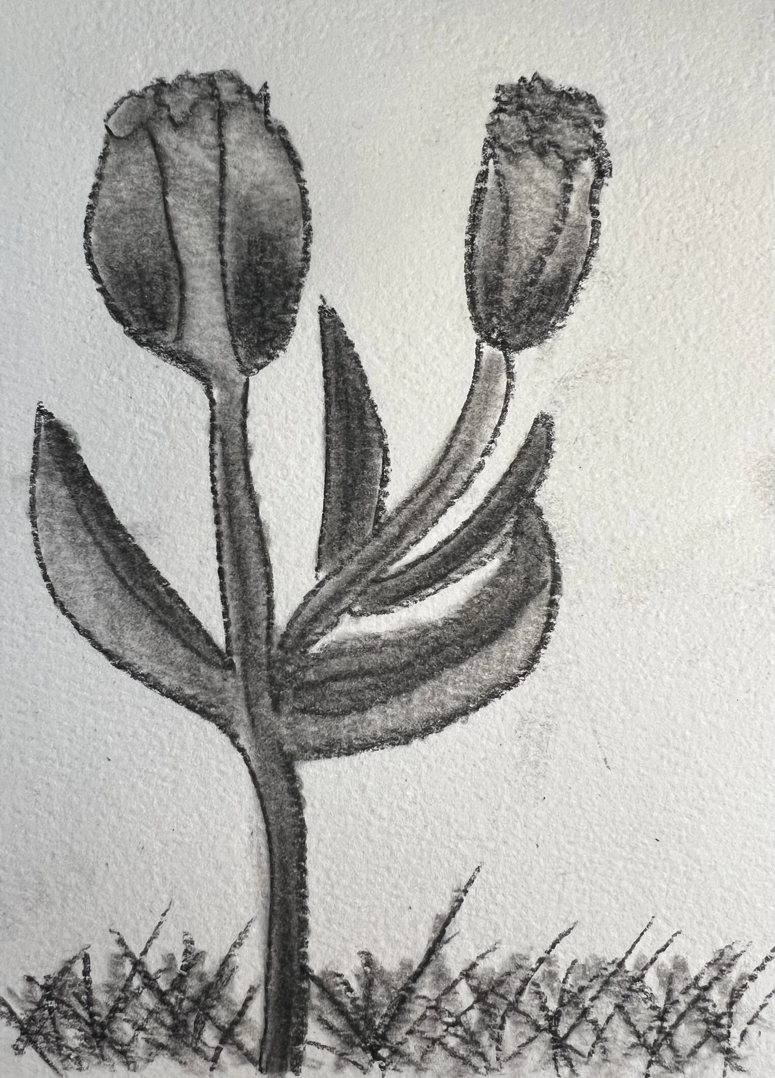 Twin Tulips